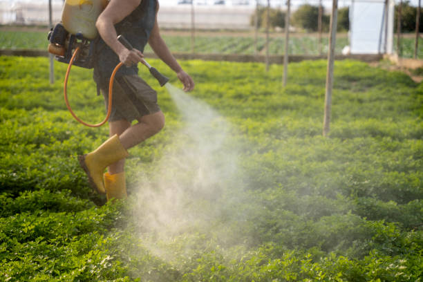 Best Wasp Removal Services  in Benicia, CA