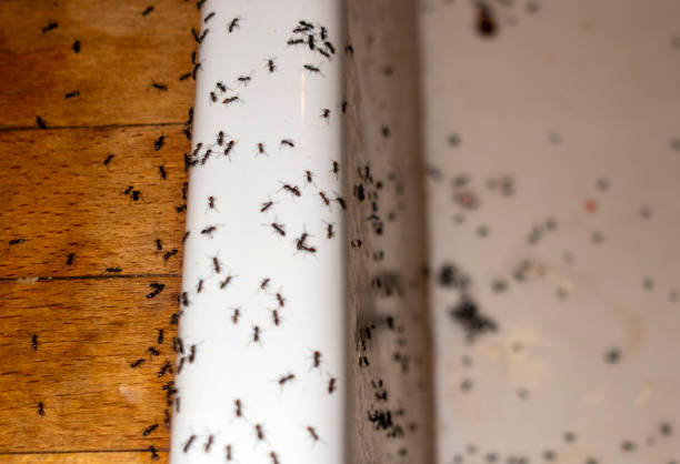 Best Insect Control  in Benicia, CA