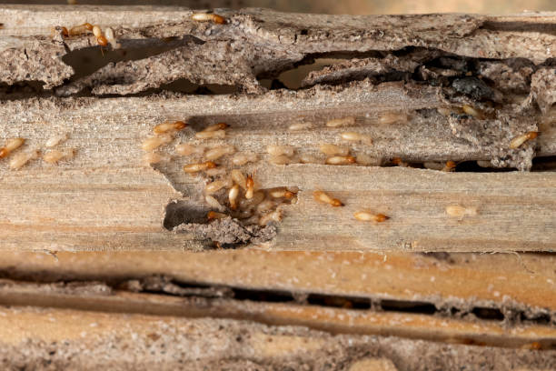 Professional Pest Control in Benicia, CA